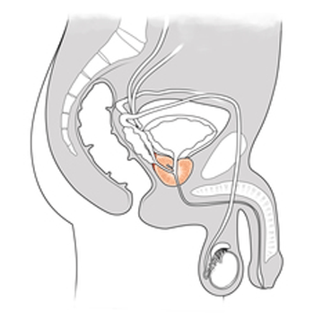 The_prostate_pic
